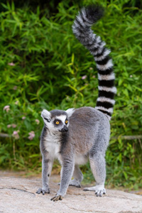 Lemur facts