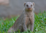Interesting Information about Mongooses
