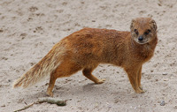 Mongoose facts