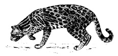 Interesting Information about Ocelots