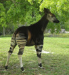 Interesting Information about Okapis