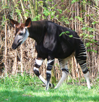 Okapi facts