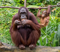 Orangutan facts
