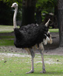 Interesting Information about Ostriches