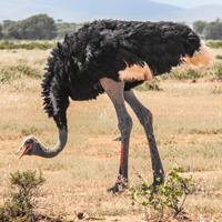 Ostrich facts