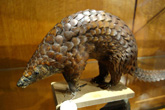 Interesting Information about Pangolins
