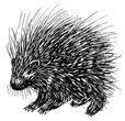 Interesting Information about Porcupines