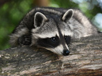 Interesting Information about Raccoons