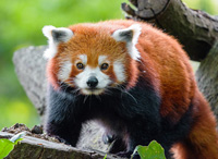 Red panda facts
