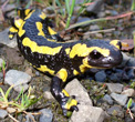 Interesting Information about Salamanders