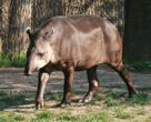 Interesting Information about Tapirs