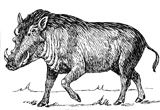 Interesting Information about Warthogs